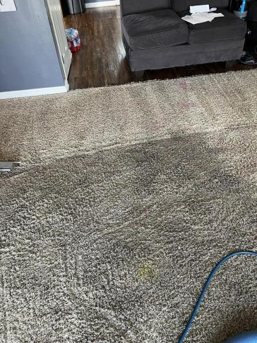 Carpet Cleaning